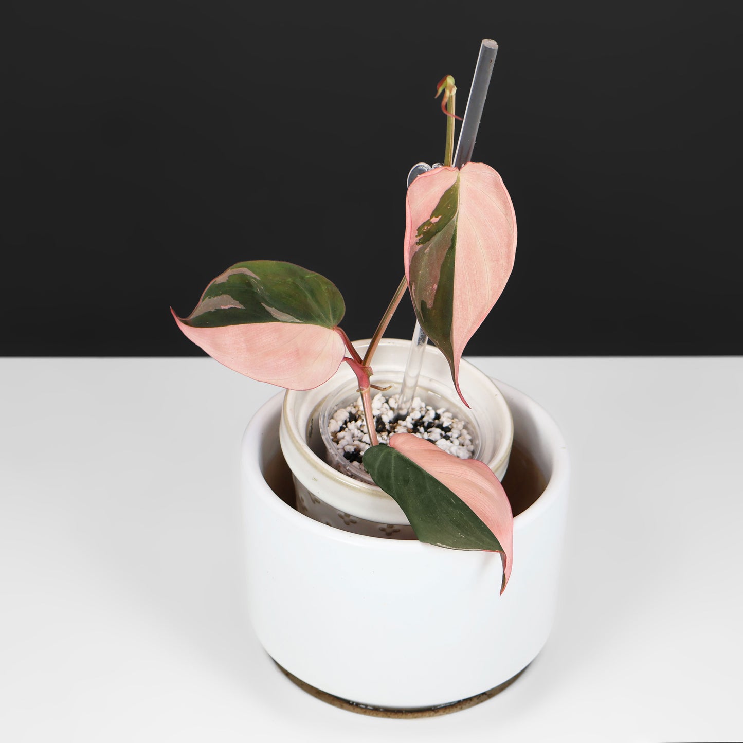 Philodendron Micans Albo; Micans roses