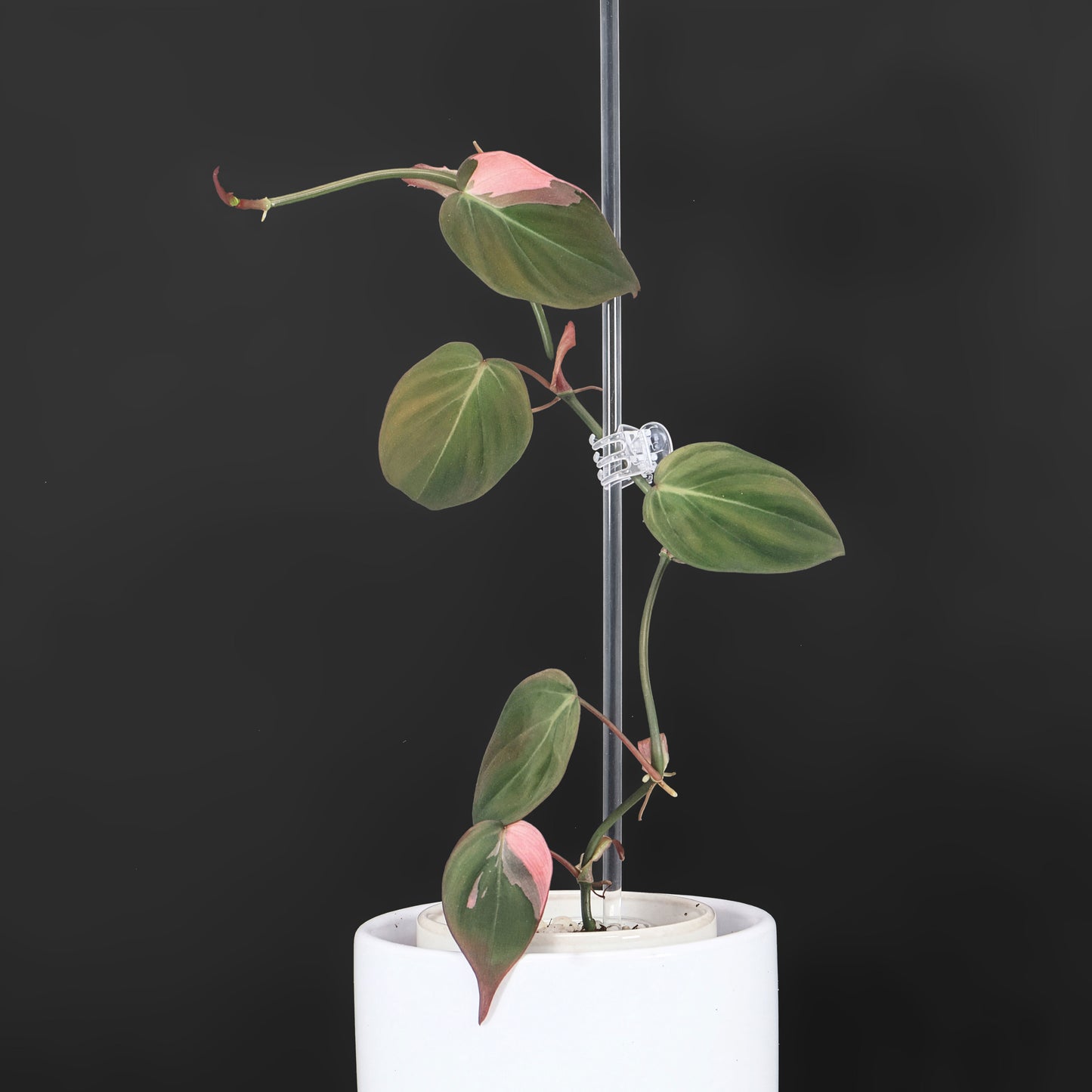 Philodendron Micans Albo; Pink Micans