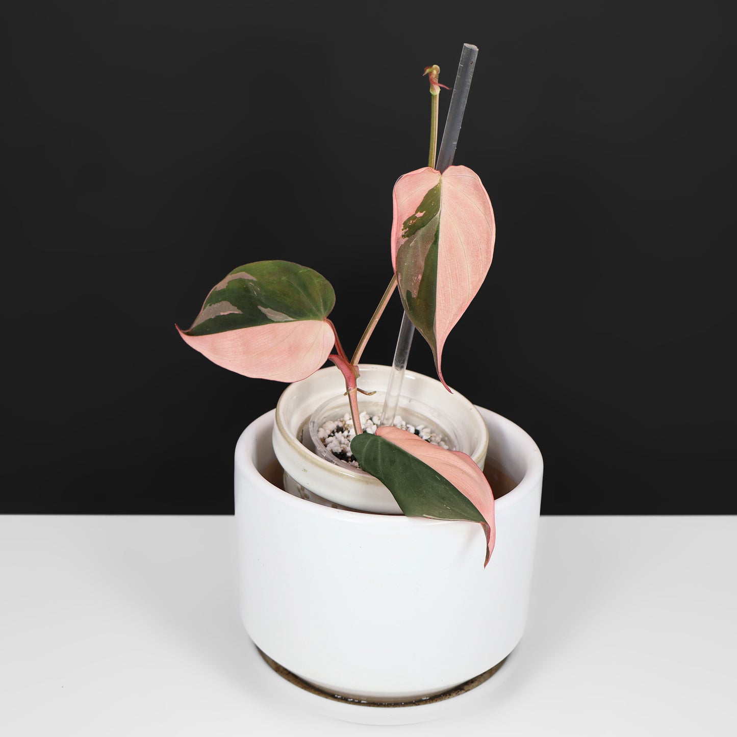 Philodendron Micans Albo; Micans roses