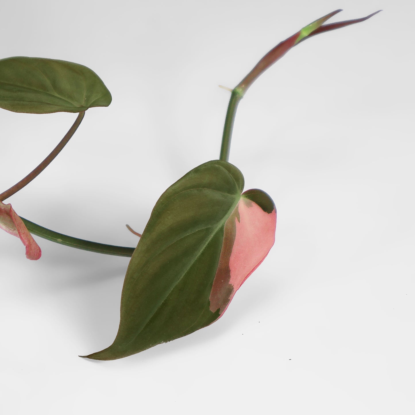 Philodendron Micans Albo; Pink Micans