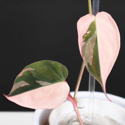 Philodendron Micans Albo; Micans roses