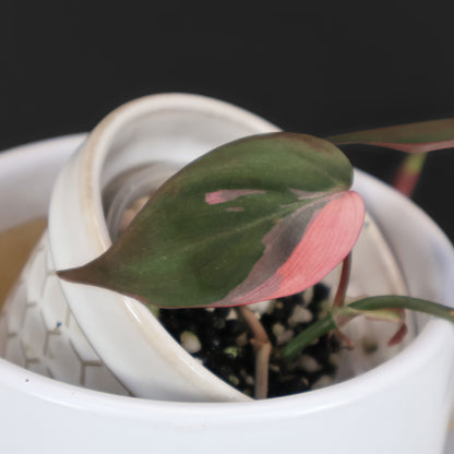 Philodendron Micans Albo; Pink Micans