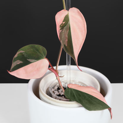 Philodendron Micans Albo; Micans roses