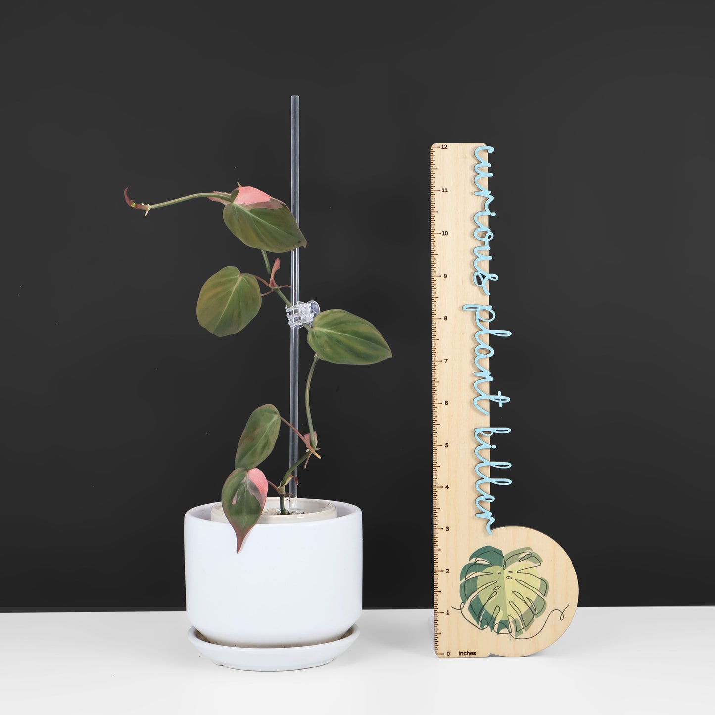 Philodendron Micans Albo; Pink Micans