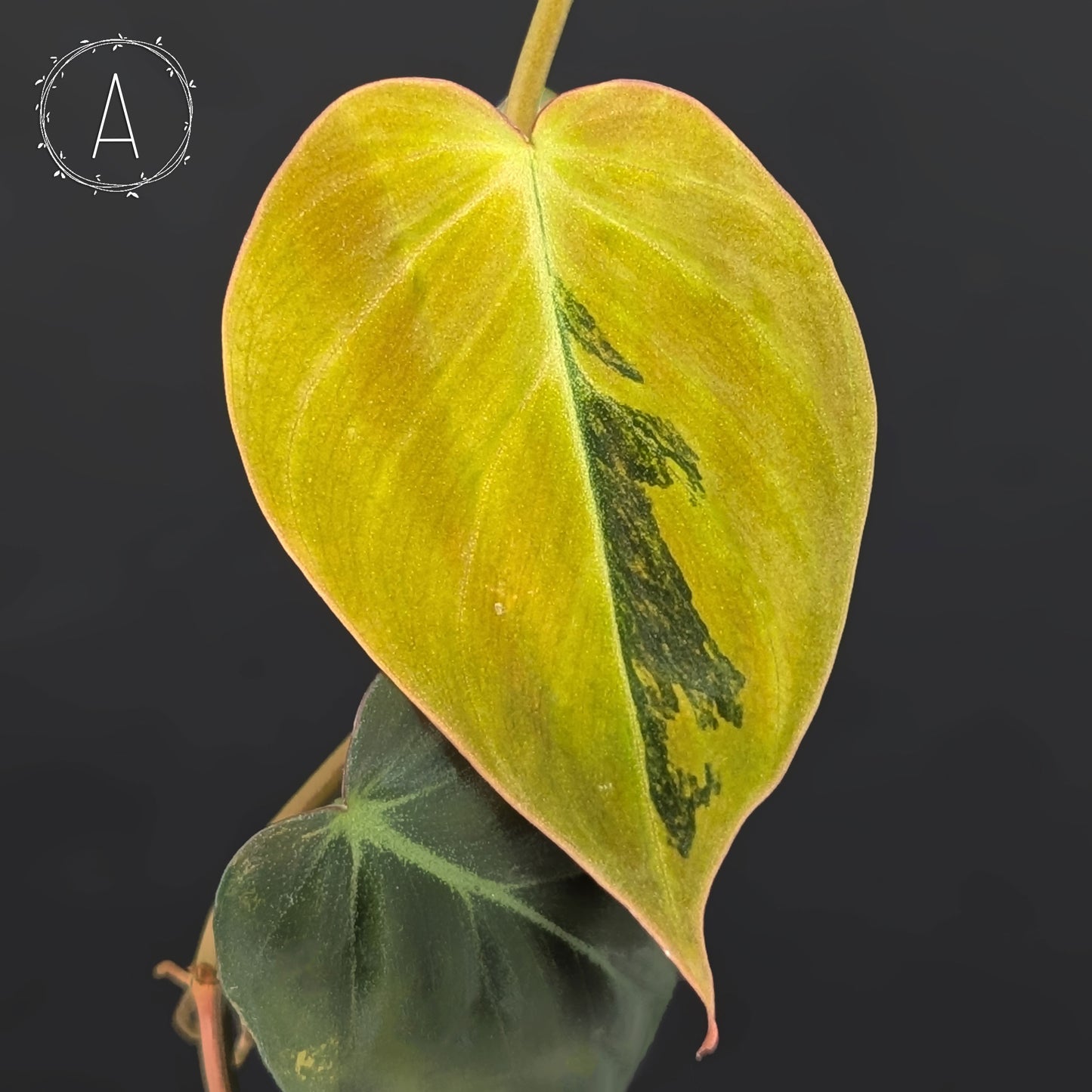 Filodendro Micans Aurea