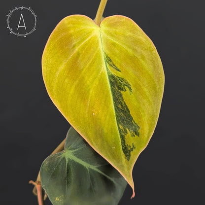 Filodendro Micans Aurea