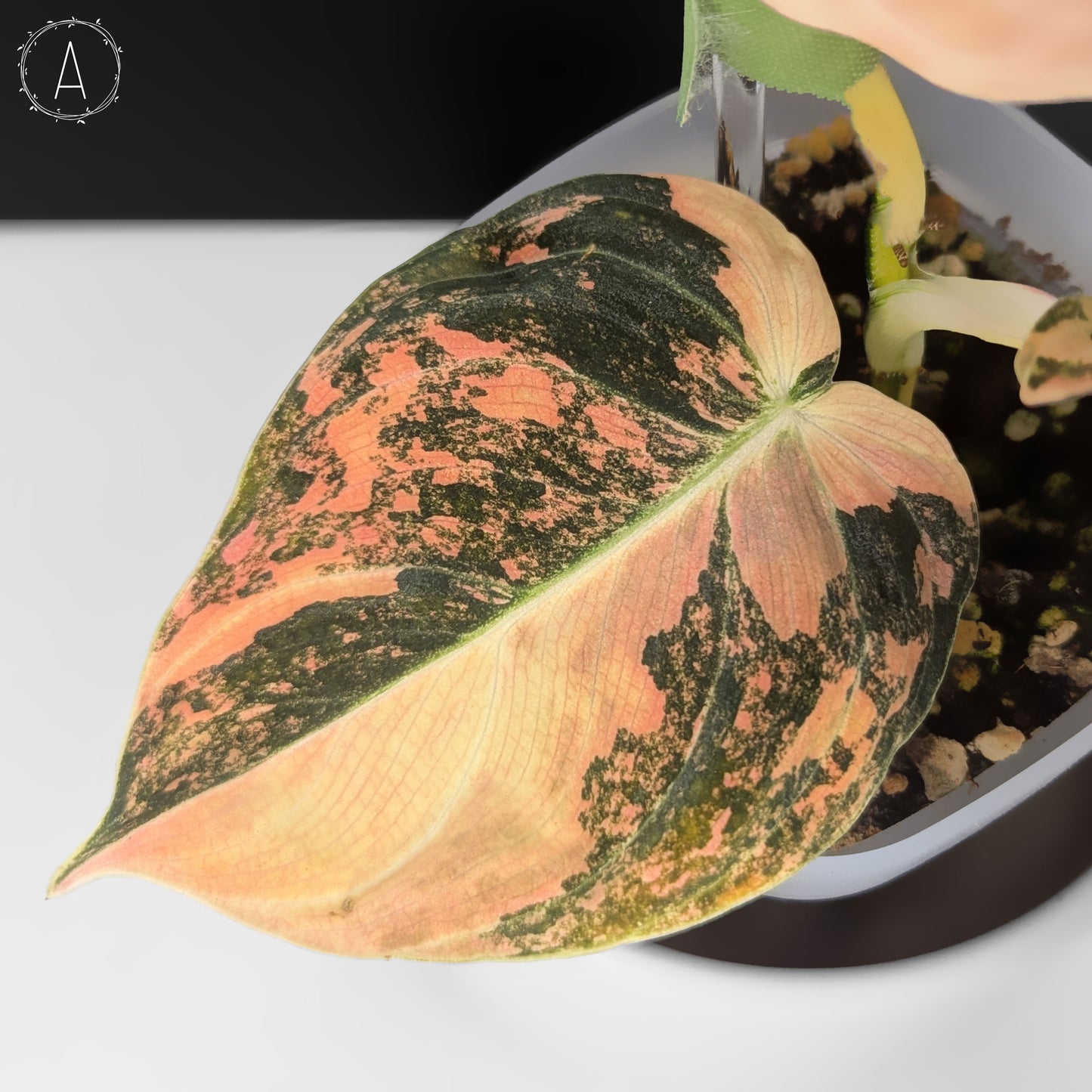 Filodendro Melanochrysum Naranja Abigarrado