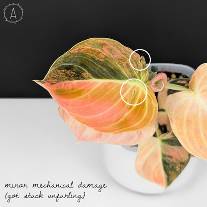 Filodendro Melanochrysum Naranja Abigarrado