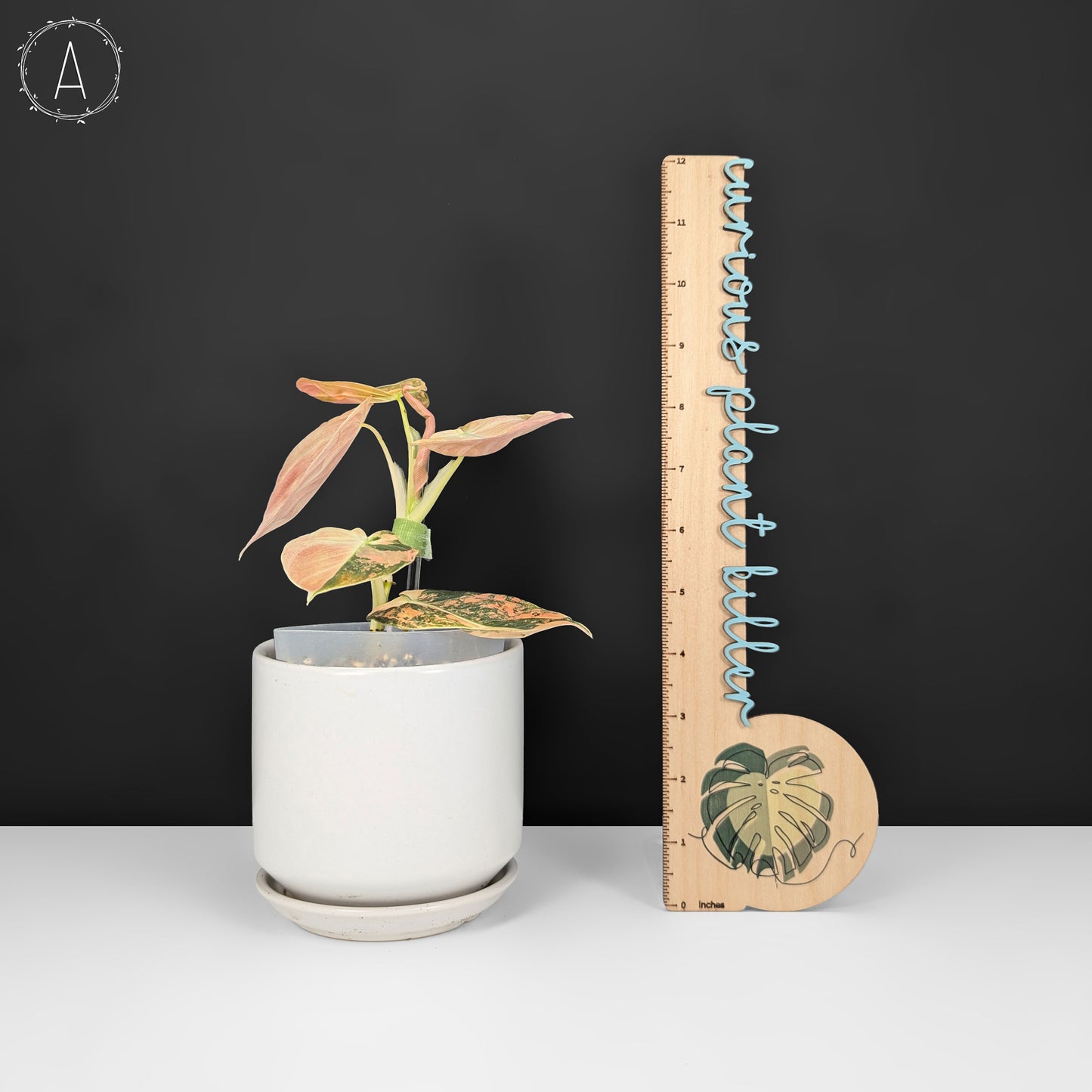 Filodendro Melanochrysum Naranja Abigarrado