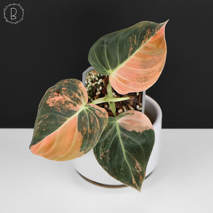 Filodendro Melanochrysum Naranja Abigarrado