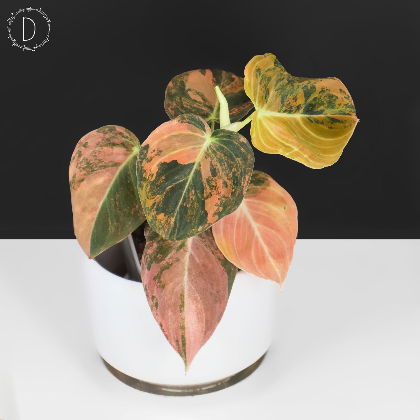 Philodendron Melanochrysum Orange Variegated