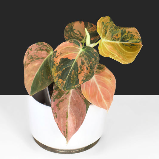 Philodendron Melanochrysum Orange Variegated