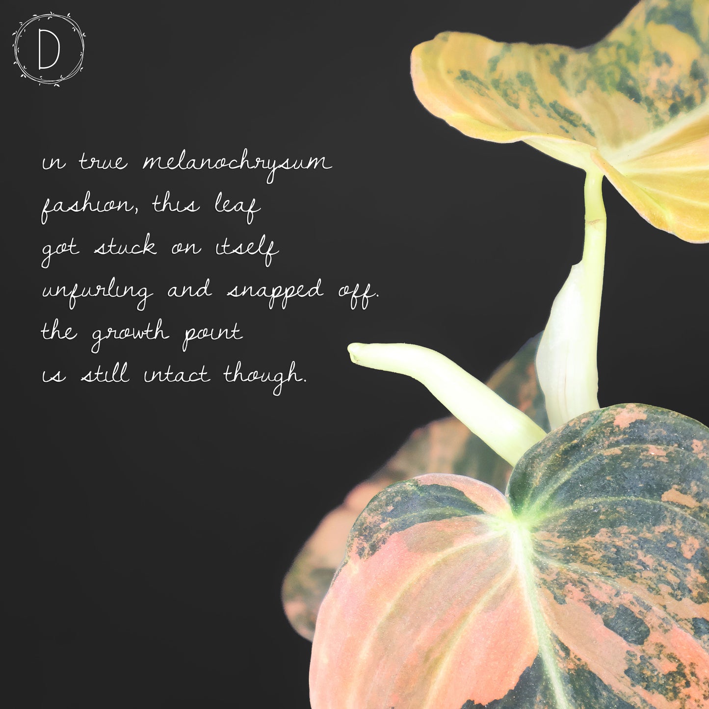 Philodendron Melanochrysum Orange Variegated