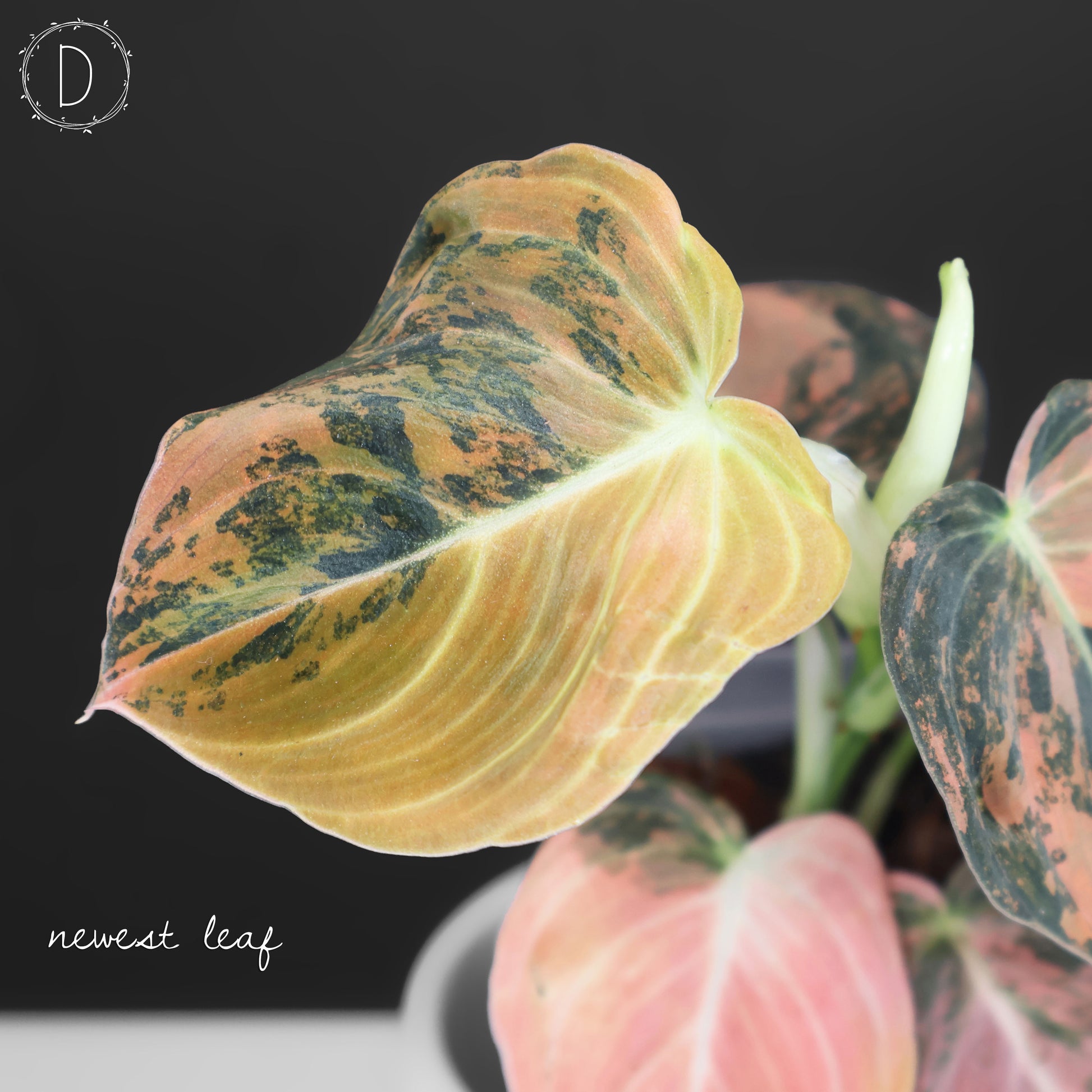 Philodendron Melanochrysum Orange Variegated – Curious Plant Killer