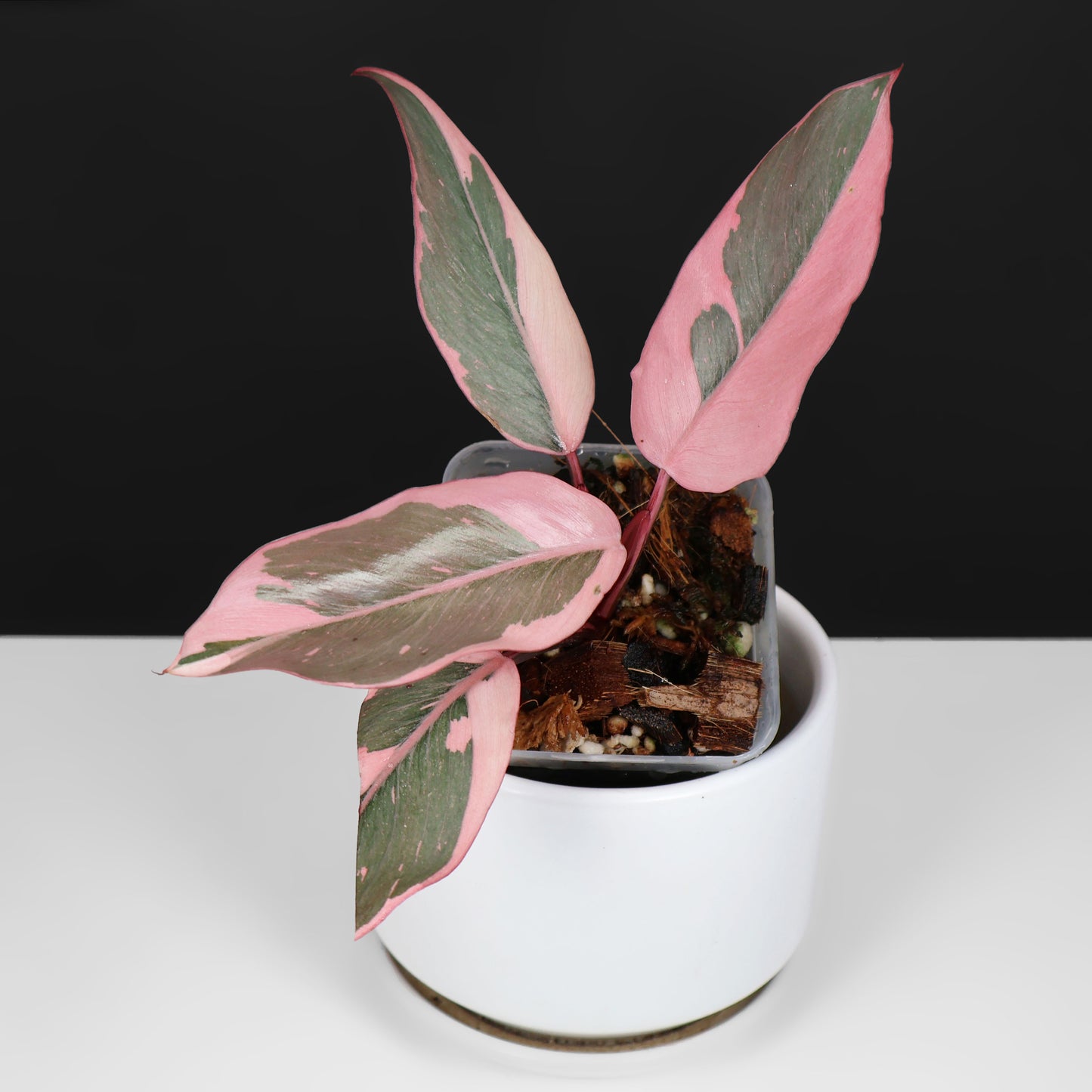 Mutación Princesa Rosa del Filodendro