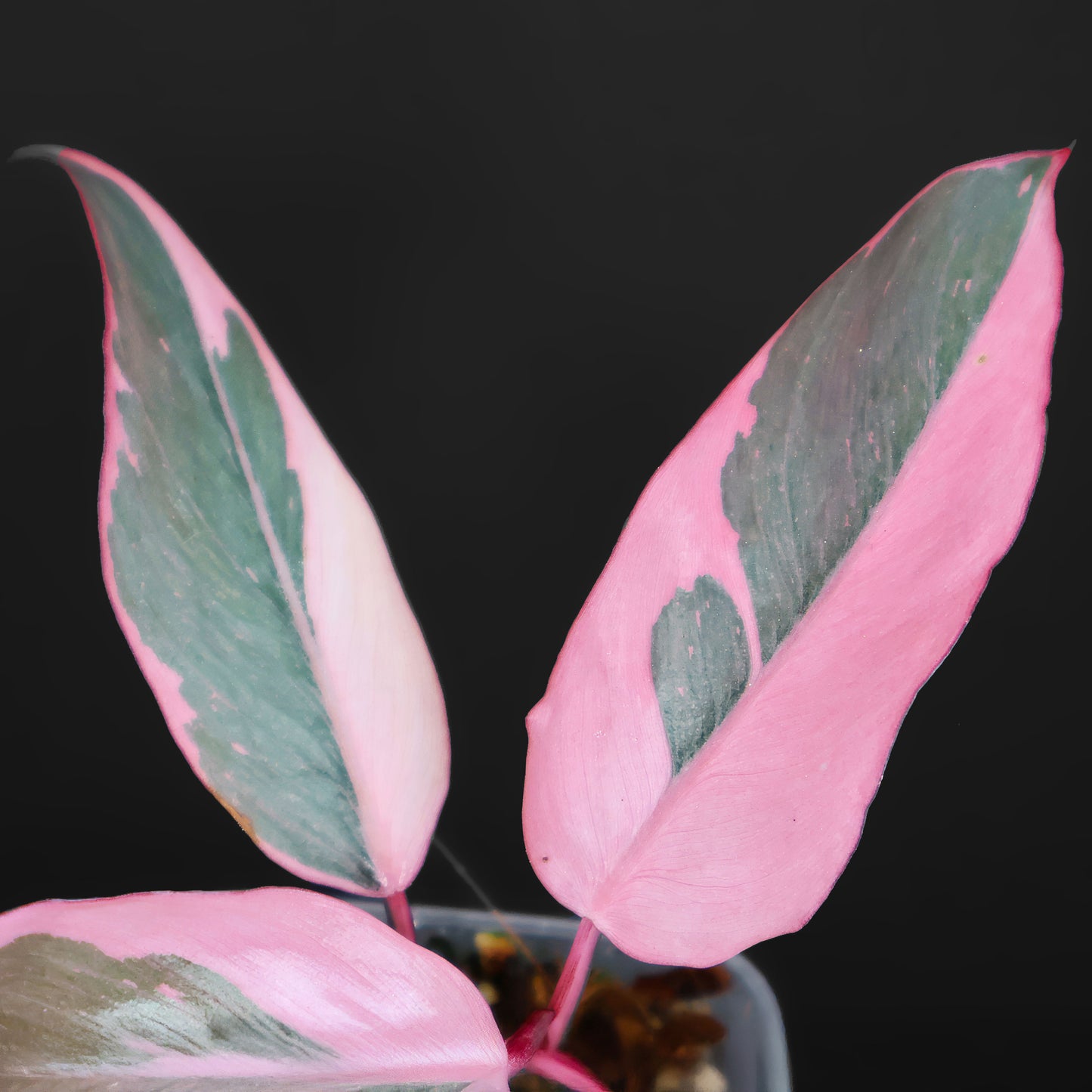 Mutación Princesa Rosa del Filodendro