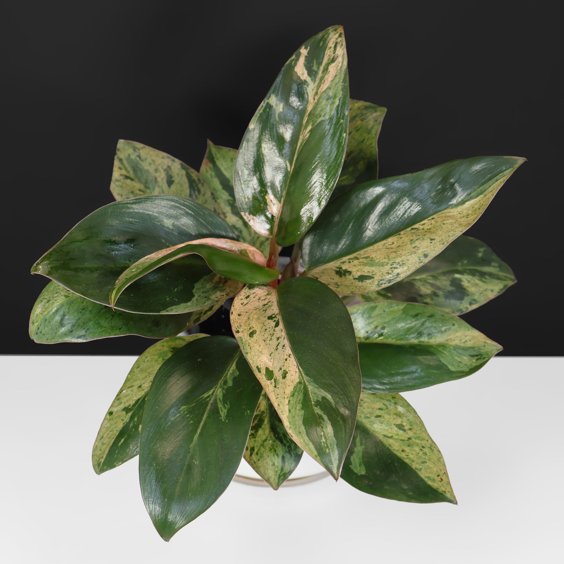 philodendron congo red variegated Philodendron Red Congo Dwarf Marble Variegated