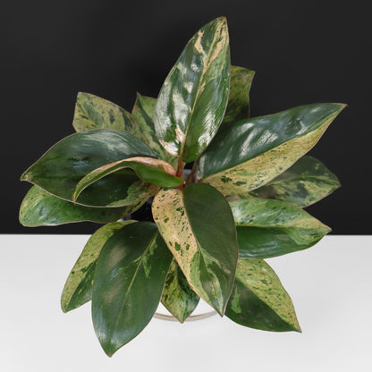 Filodendro Congo Rojo Enano Mármol Abigarrado