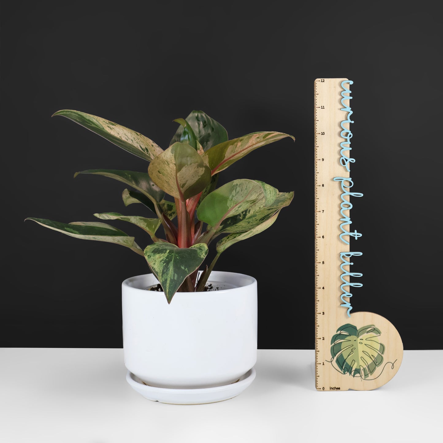 Filodendro Congo Rojo Enano Mármol Abigarrado