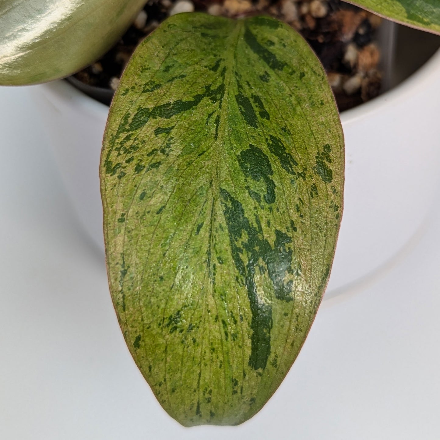 Philodendron Red Congo Dwarf Marble Variegated