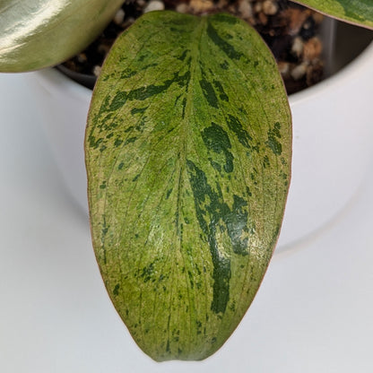 Philodendron Red Congo Dwarf Marble Variegated