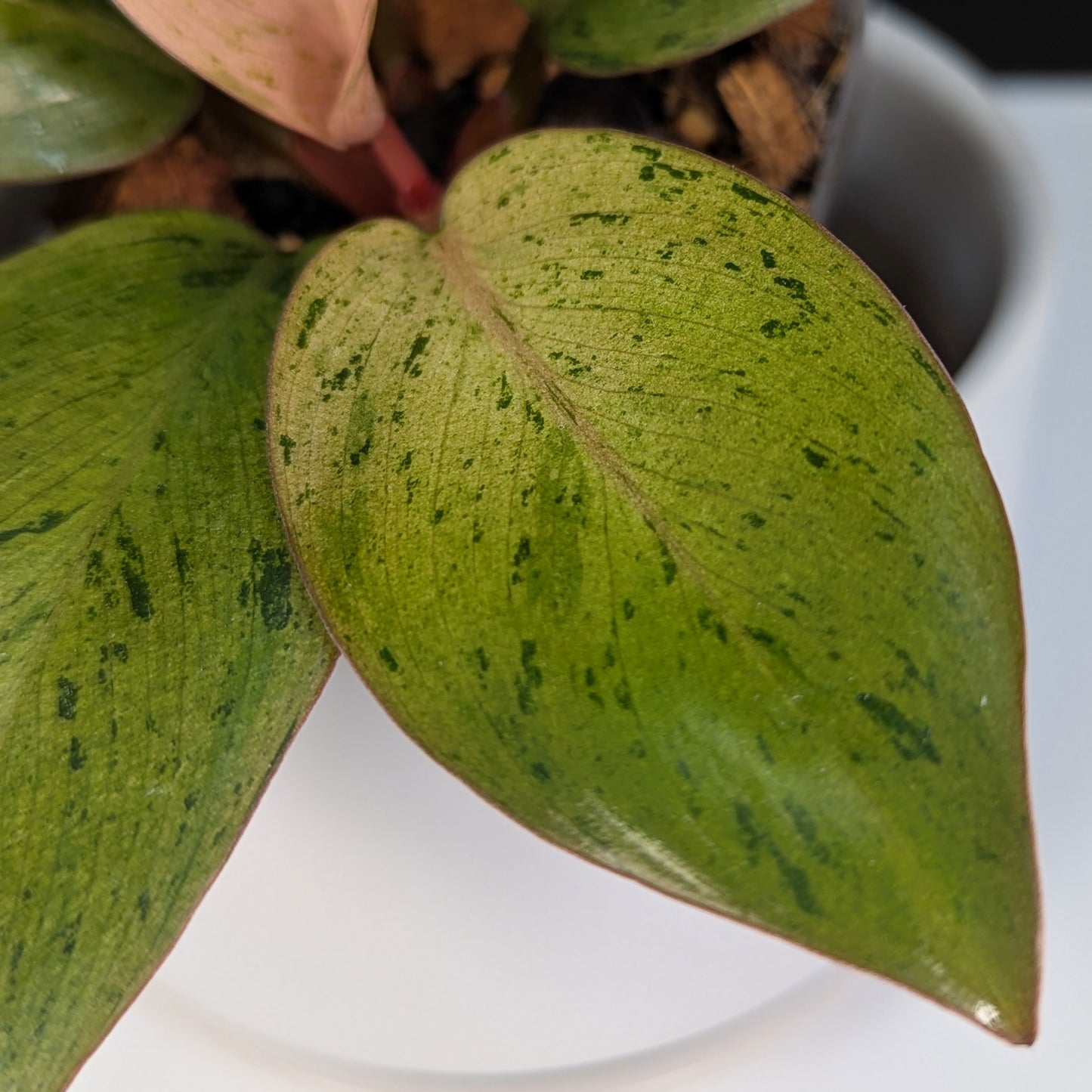 Philodendron Red Congo Dwarf Marble Variegated