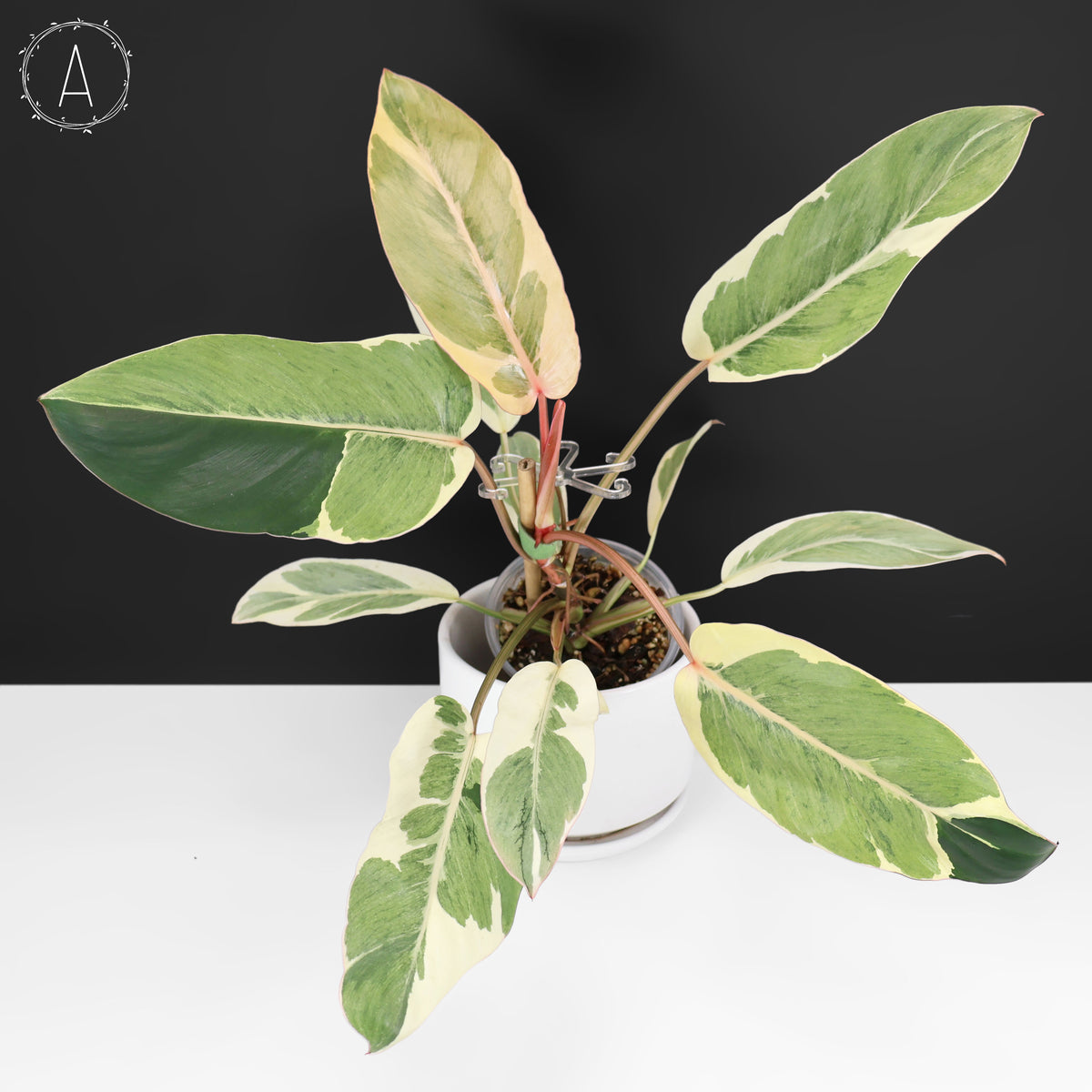 Philodendron Dame de l'ombre