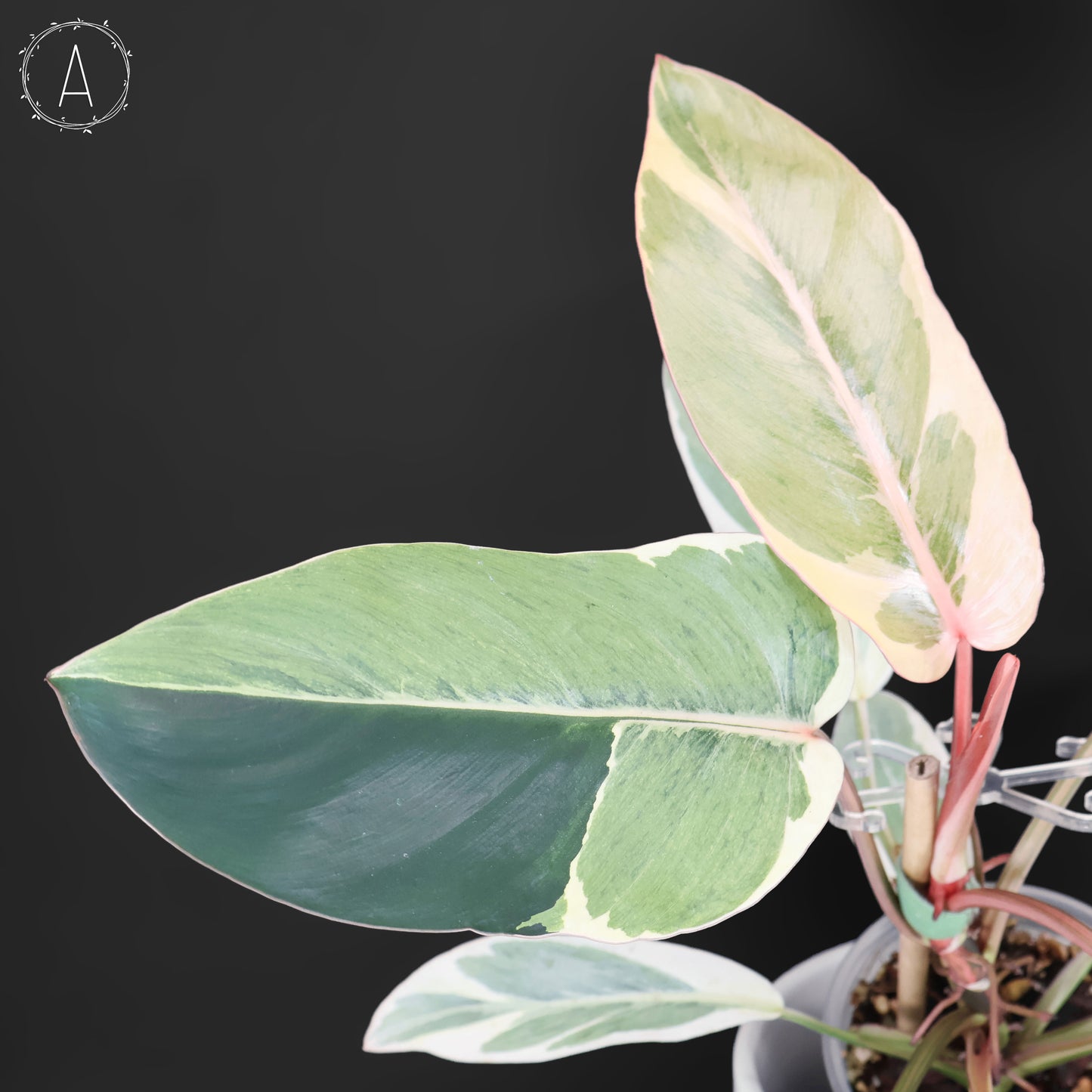 Philodendron Dame de l'ombre