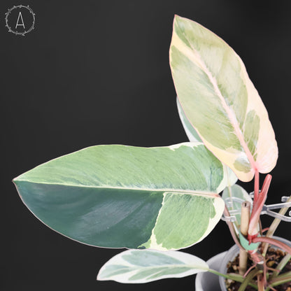 Philodendron Dame de l'ombre