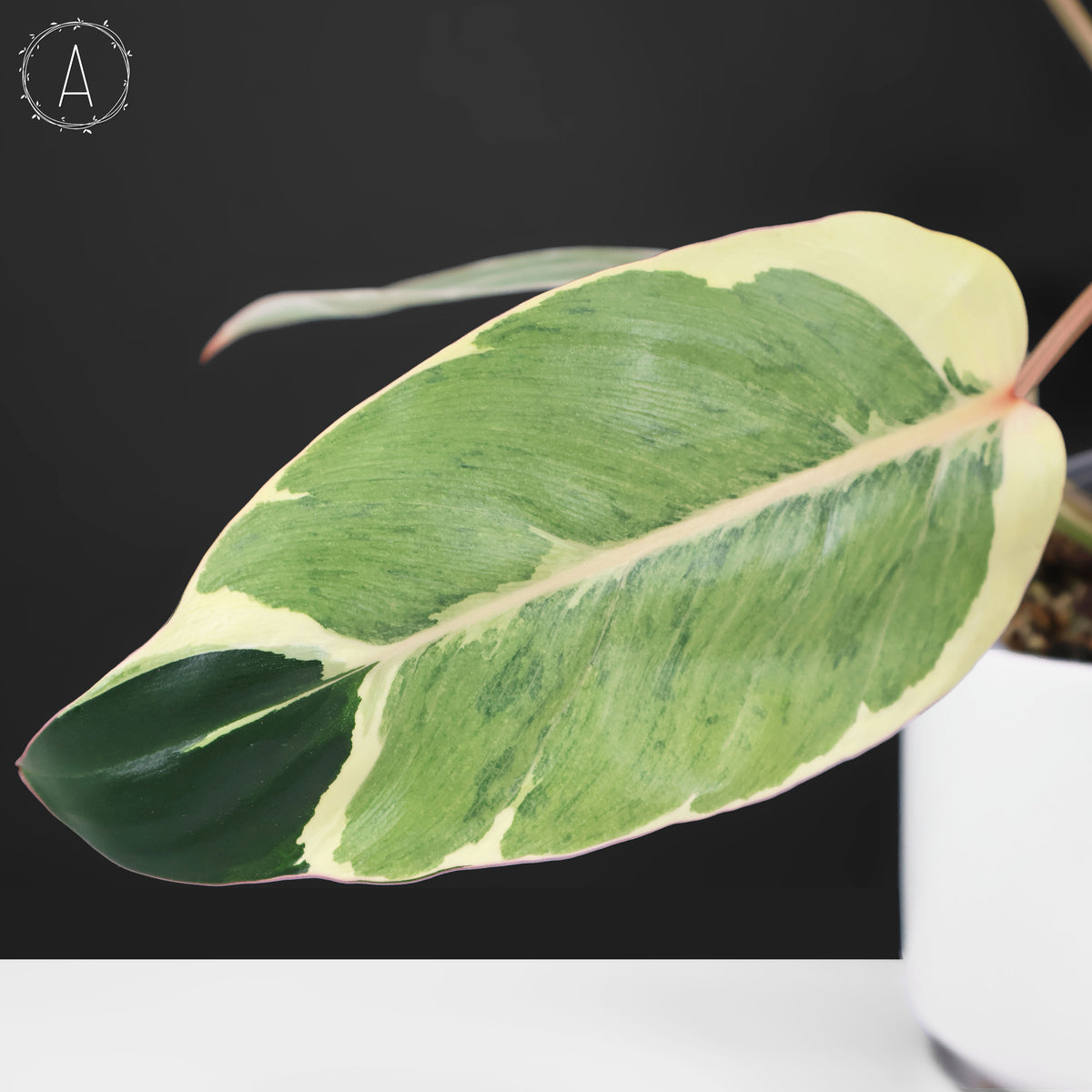 Philodendron Dame de l'ombre