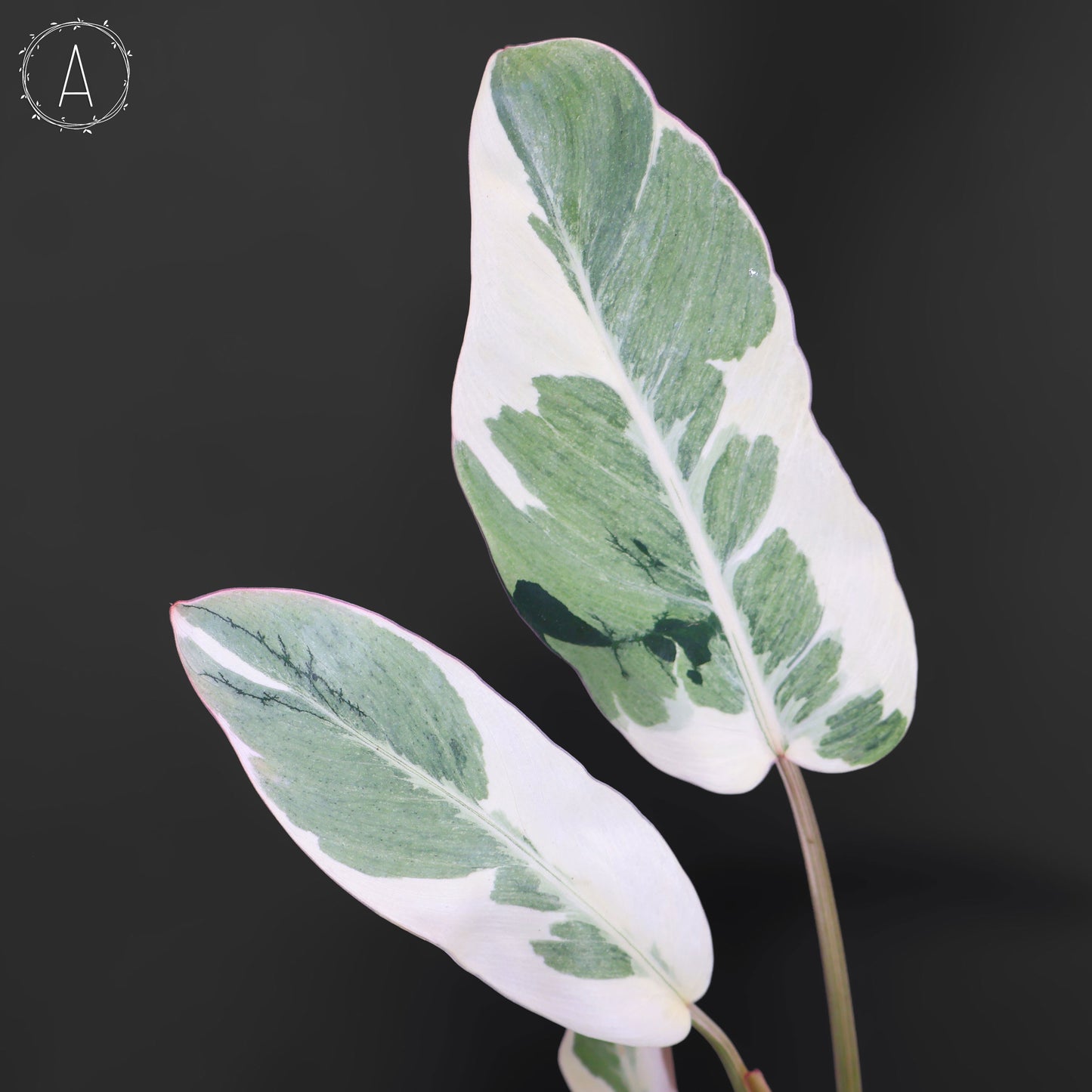 Philodendron Dame de l'ombre