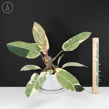 Philodendron Dame de l'ombre
