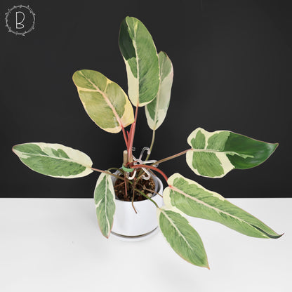 Philodendron Dame de l'ombre