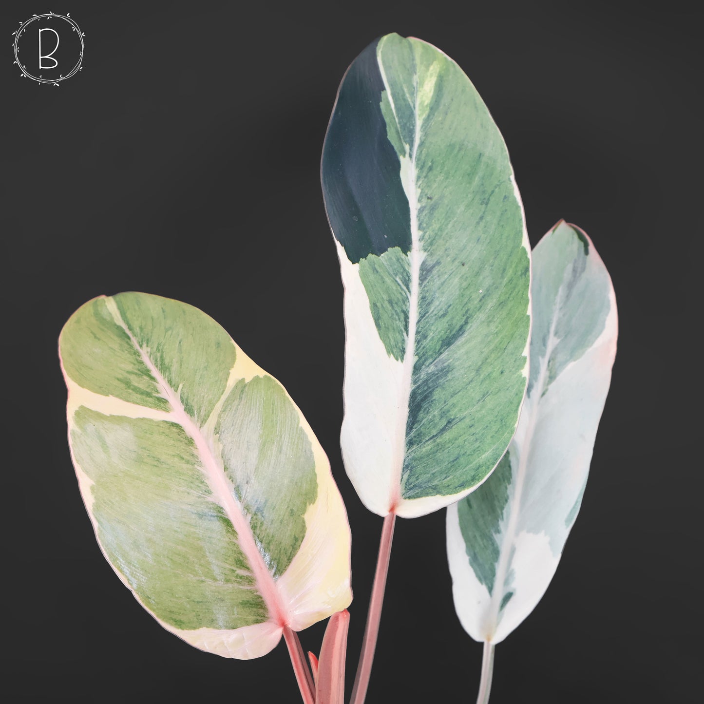 Philodendron Dame de l'ombre