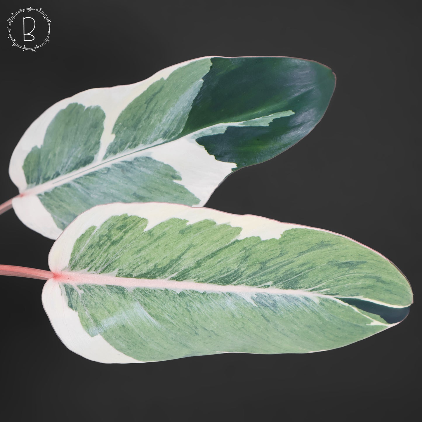 Philodendron Dame de l'ombre