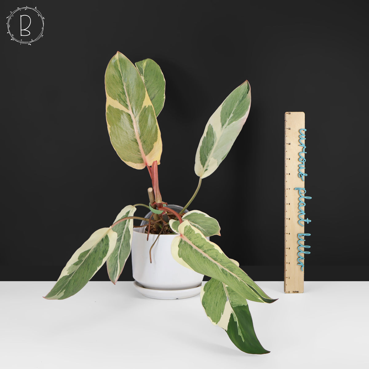 Philodendron Dame de l'ombre