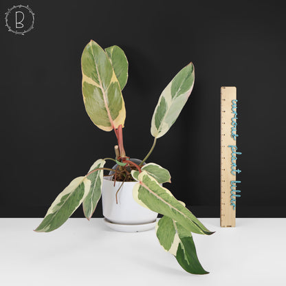Philodendron Dame de l'ombre