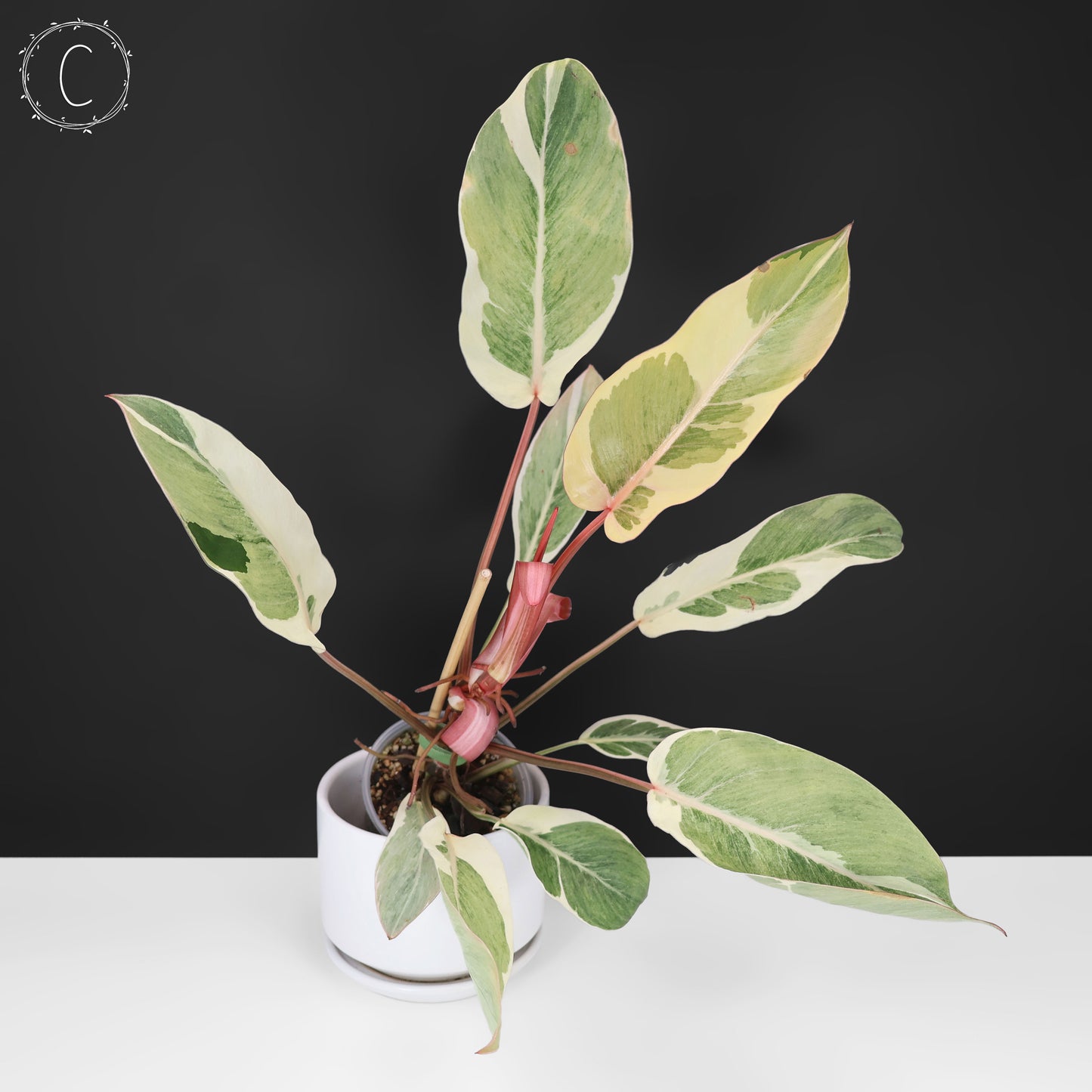 Philodendron Dame de l'ombre