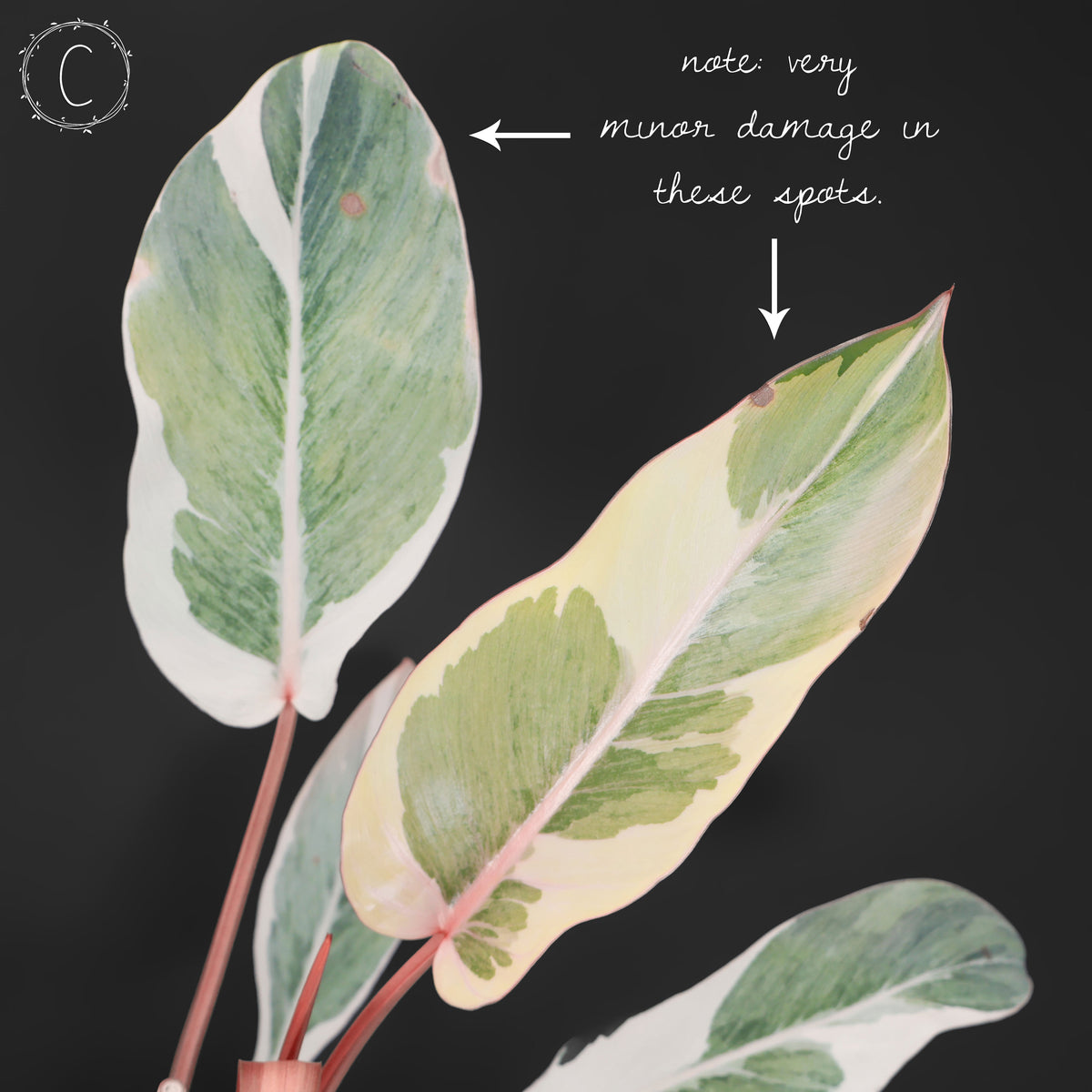 Philodendron Dame de l'ombre
