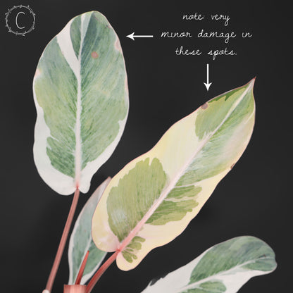 Philodendron Dame de l'ombre