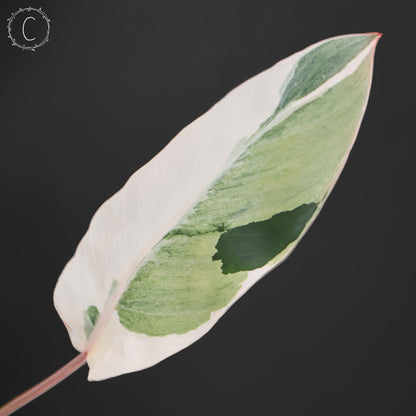 Philodendron Dame de l'ombre