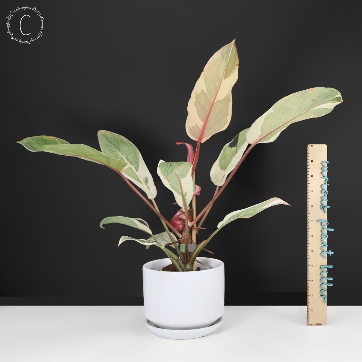 Philodendron Dame de l'ombre