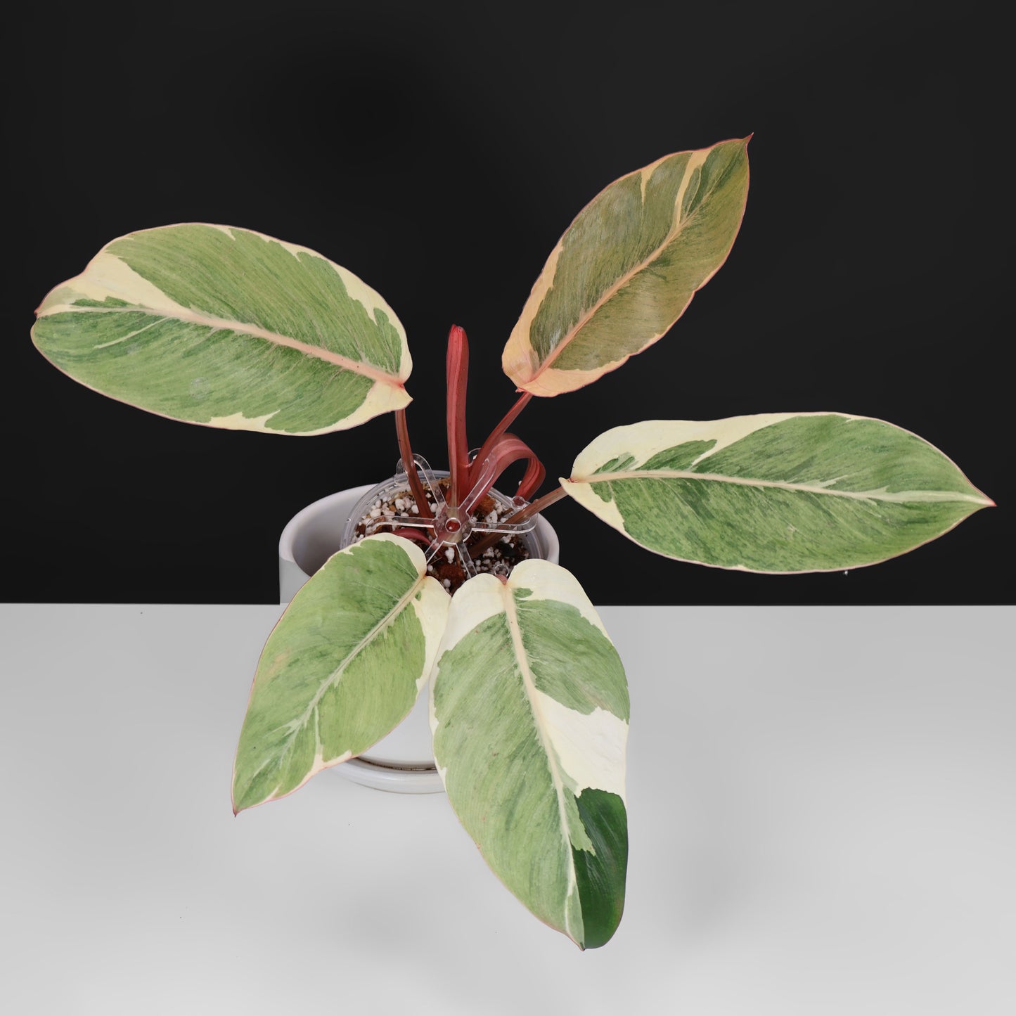 Filodendro Shady Lady