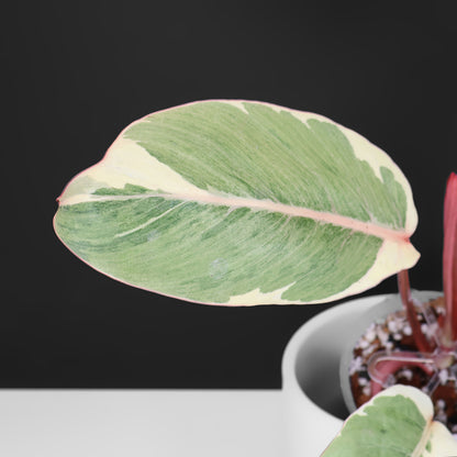 Filodendro Shady Lady