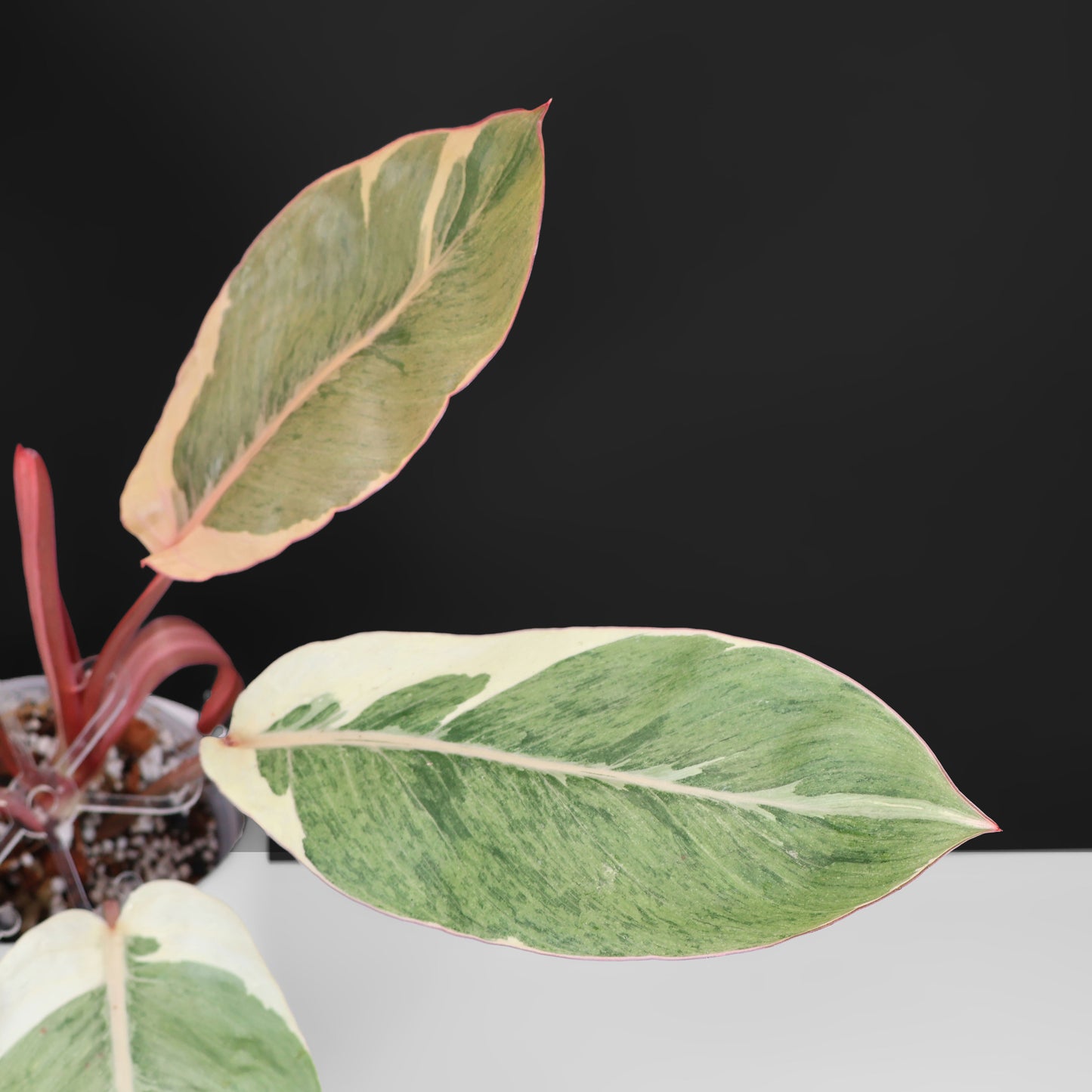 Filodendro Shady Lady