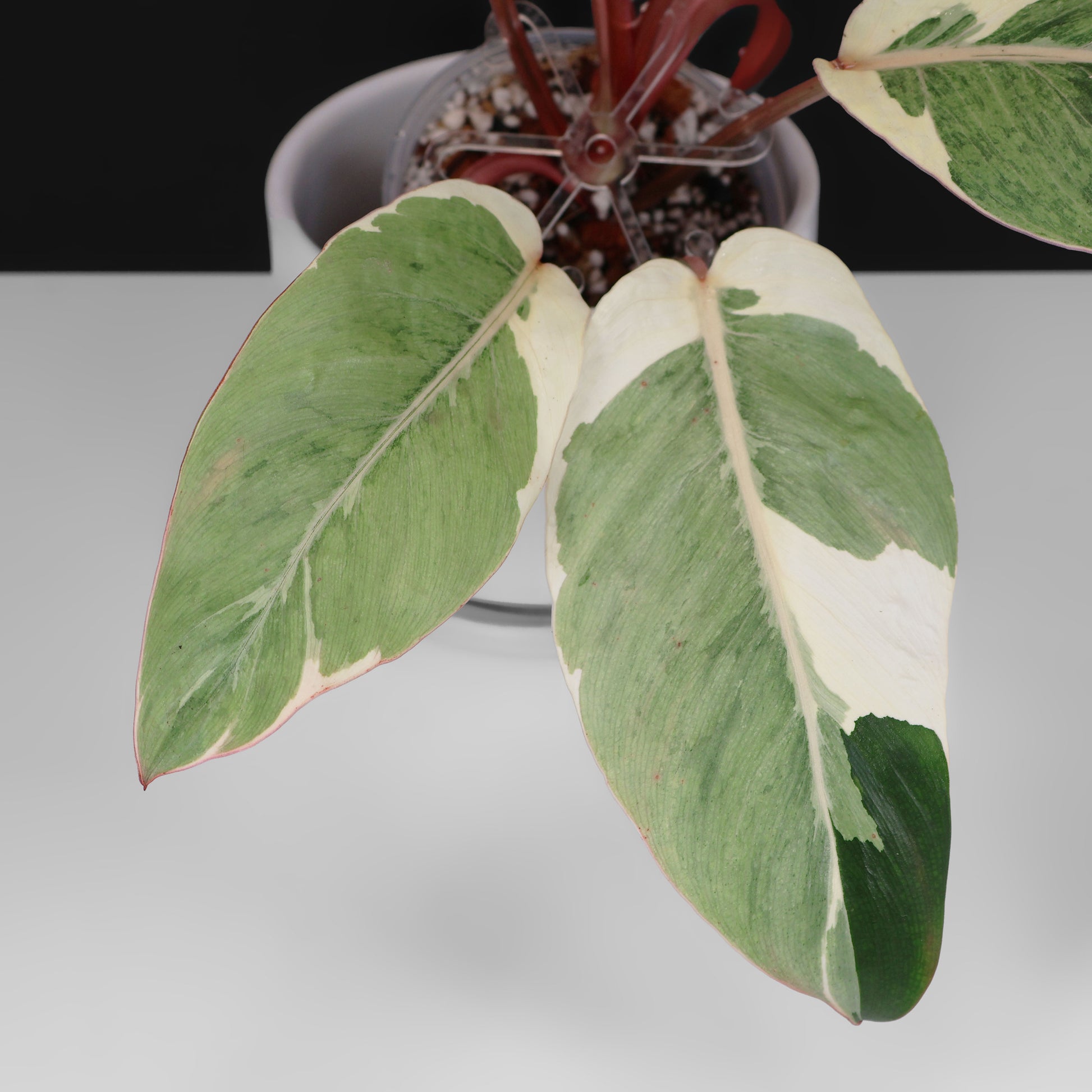 philodendron ombre Philodendron Dame de l'ombre