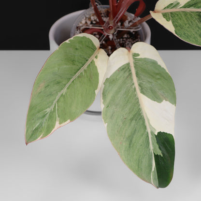 Filodendro Shady Lady