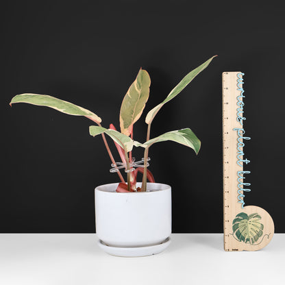 philodendron ombre Philodendron Dame de l'ombre