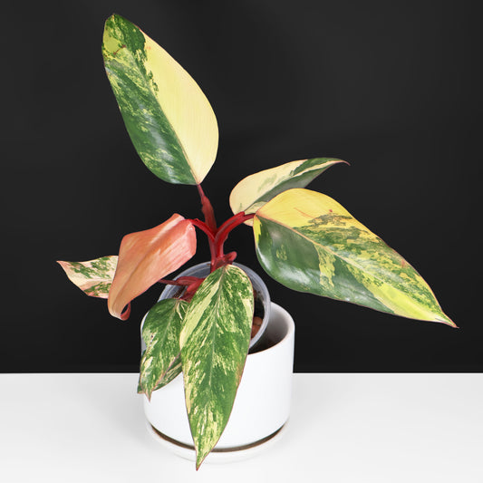 Philodendron Strawberry Shake