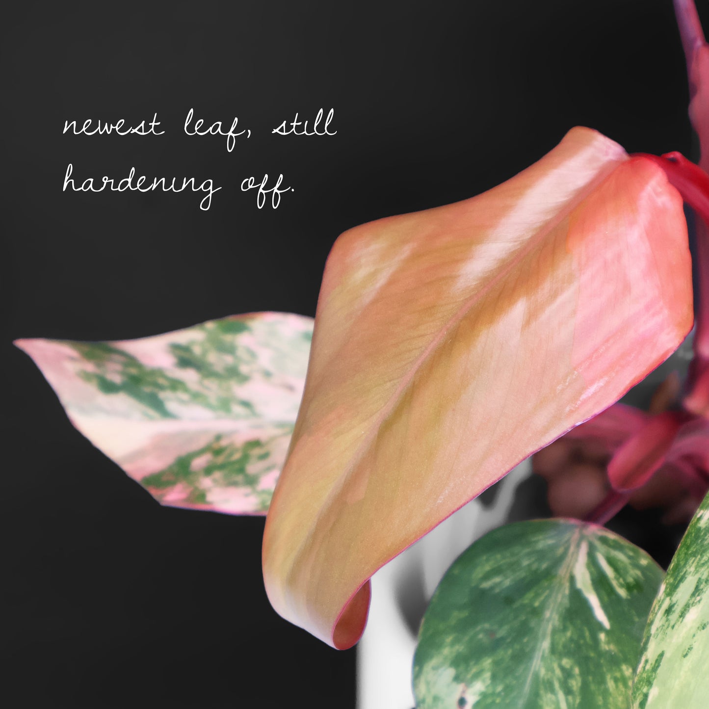 Philodendron Strawberry Shake